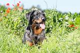 BEAUCERON 463